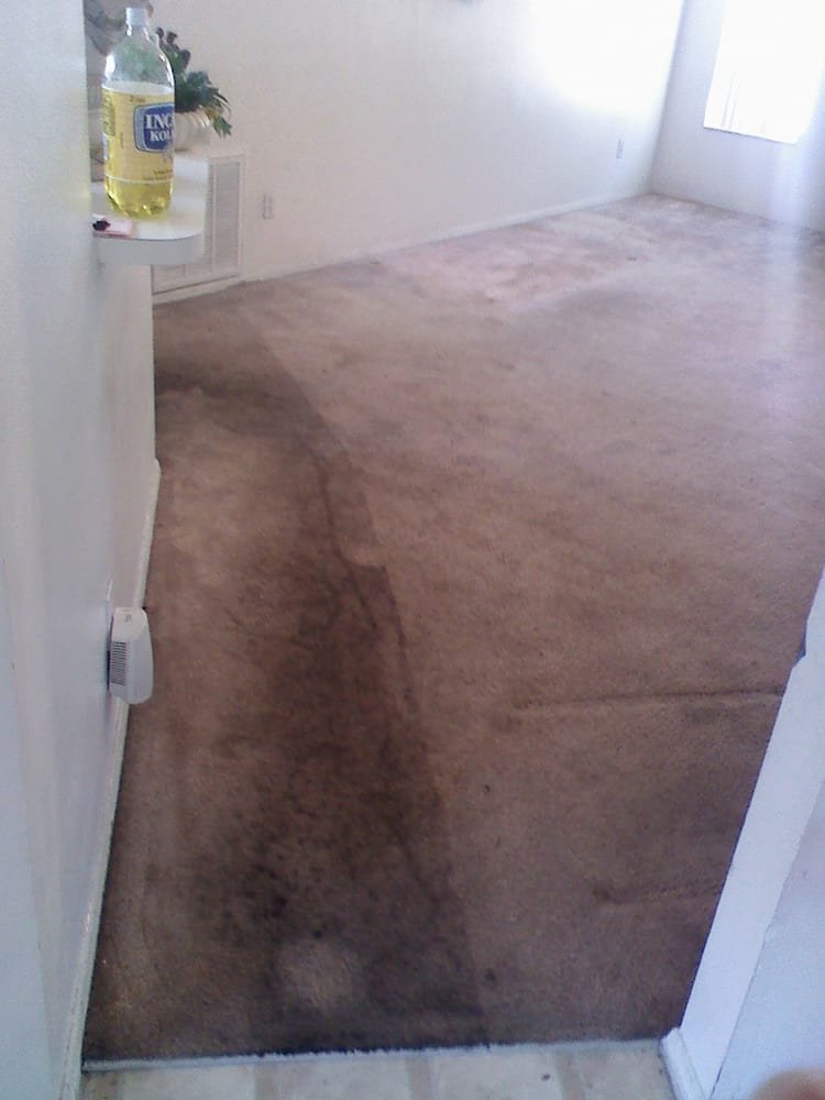 Carpet Clinic of Orlando team cleaning a carpet